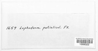 Lophodermium petiolicola image